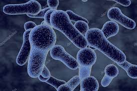 * gram-positive, variably motile bacilli that stain variably
* anaerobes
* fermentative metabolism with production of gas
* lots of major end products
* spore-formers
