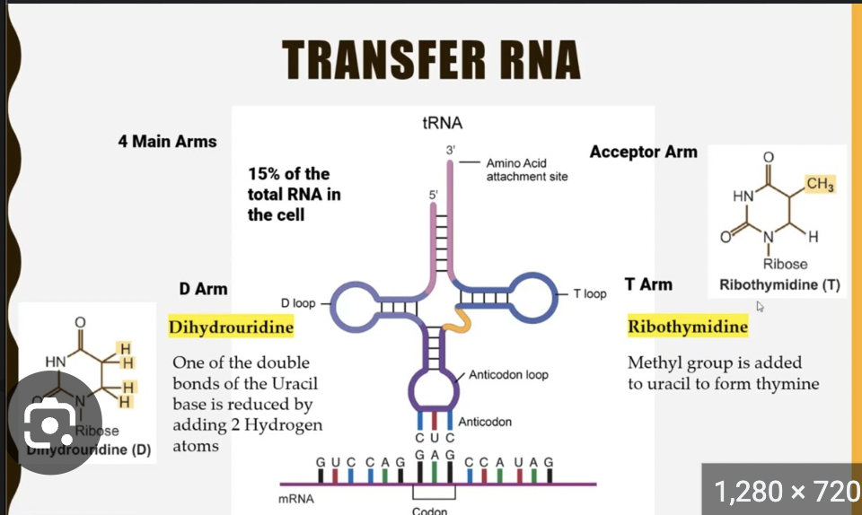 <p>A:</p><ul><li><p class="">Cloverleaf shape</p></li><li><p class=""><strong>Anticodon</strong> loop recognizes mRNA codon</p></li><li><p class=""><strong>Amino acid</strong> is attached at the <strong>3’ CCA tail </strong></p></li></ul><p></p>