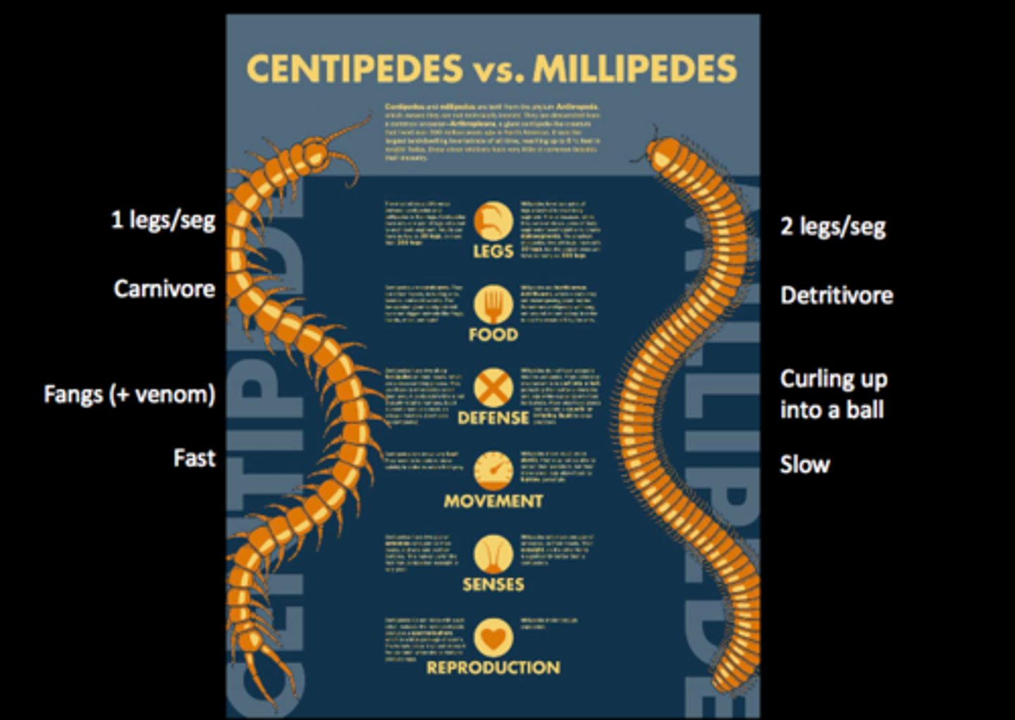 <p>centipedes vs millipedes</p><p>Chilopods:</p><p>•3,000 spp.</p><p>• Flattened dorsoventrally</p><p>• Fast Carnivores</p><p>• Poison glands</p><p>Diplopods:</p><p>Diplopods = Millipedes</p><p>• 10,000 spp.</p><p>• Rounded body</p><p>• Slow-moving deposit feeders</p>