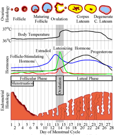 <p><mark data-color="yellow">Female reproductive cycle</mark></p><p>Can you label, describe and explain what this diagram is/shows?</p>