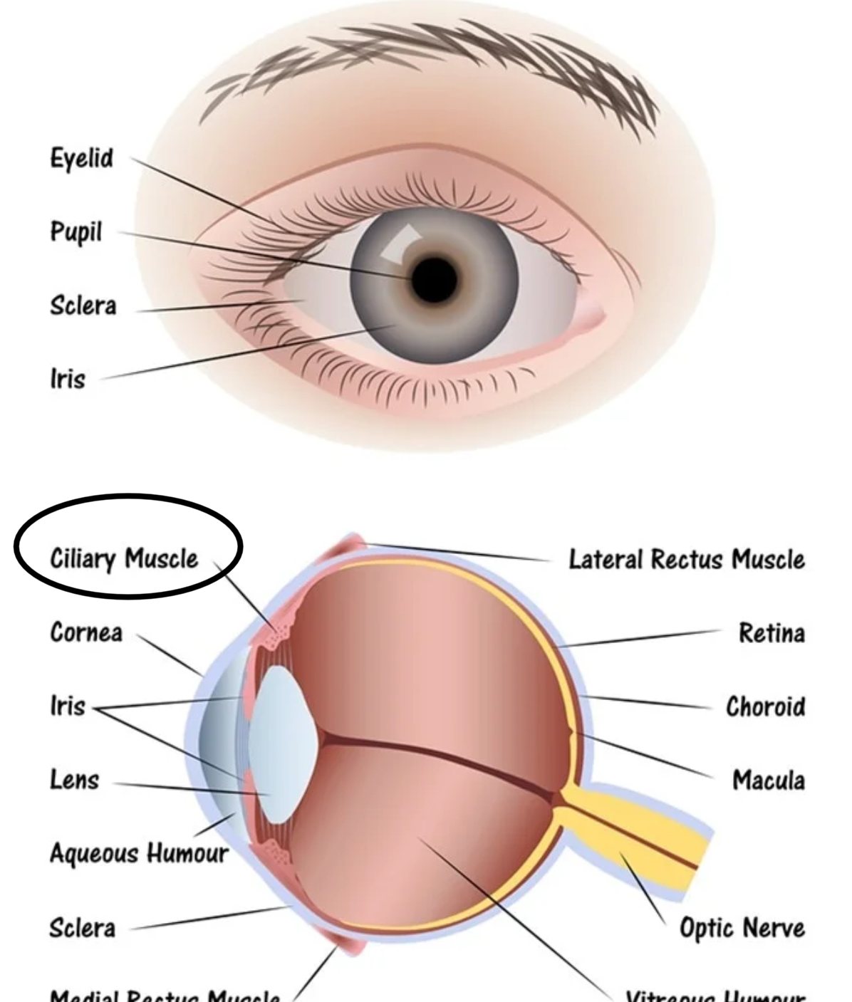 <p>muscles that are connected to the lens by the suspensory ligaments. They change the shape of the lens.</p>