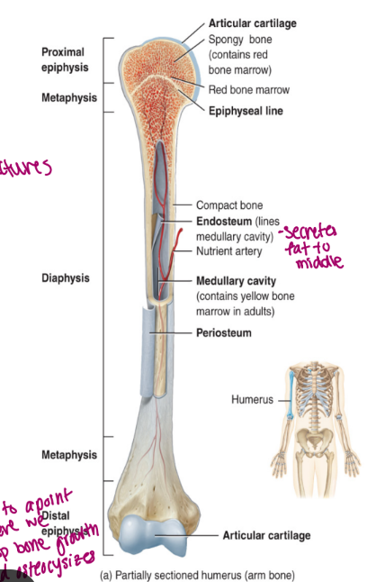 <ul><li><p>hyaline cartilage that functions to prevent friction</p></li><li><p>found on the epiphyseal surfaces of long bone </p></li></ul><p></p>