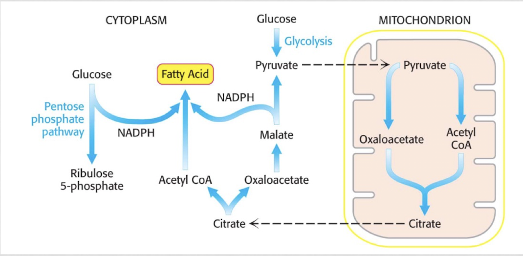 <ol><li><p>transfer of acetyl CoA out of the mitochondria into the cytoplasm. citrate is transported into the cytoplasm and cleaved into oxaloacetate and acetyl coA</p></li><li><p>activation of acetyl CoA to form malonyl CoA</p></li><li><p>repetitive addition and reduction of two carbon units to synthesize C16 fatty acid. synthesis occurs on an acyl carrier protein, a molecular scaffold</p></li></ol><p></p>