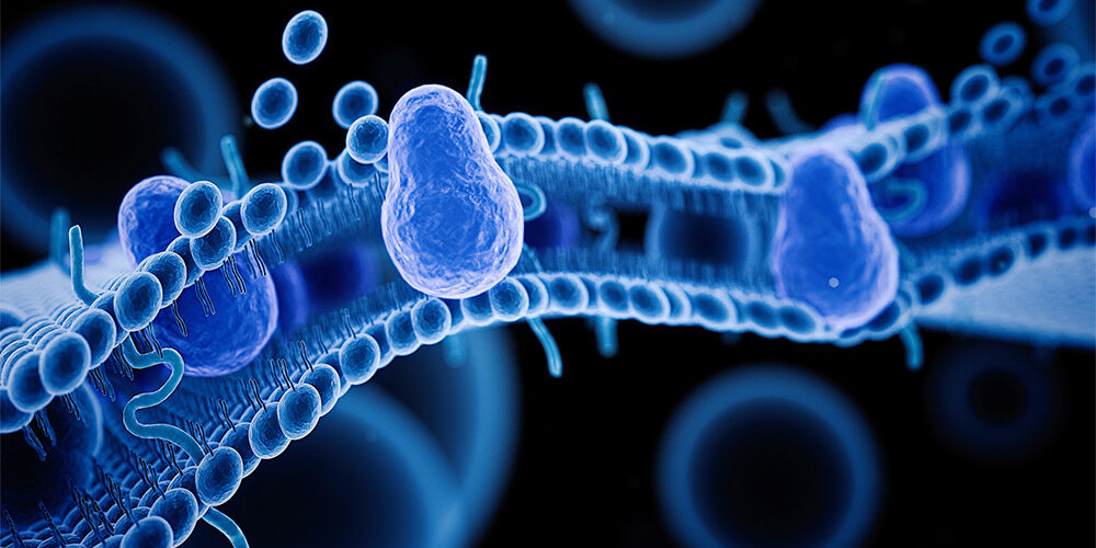 <p>MDCK cell line </p>