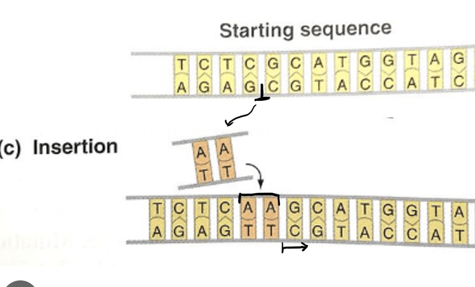 <p>Insertion Mutation </p>
