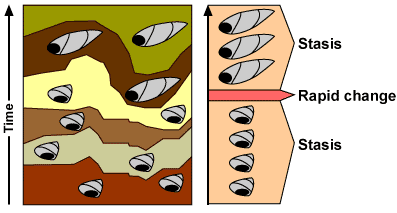 <p>Punctuated Equilibrium</p>