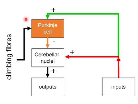 <ul><li><p>info about the motor action you want to perform would arrive at the purkinje cells </p></li><li><p>output from purkinje to nuclei = inhibitory = reduces activity of cerebellar nuclei </p></li></ul><p></p>