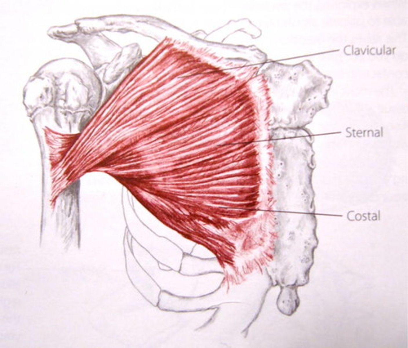 <p>Clavicle (medial), Sternum, Costal Cartilage 1-6</p>