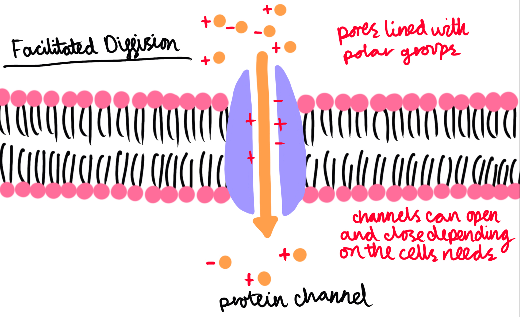 <p>Facilitated diffusion</p>