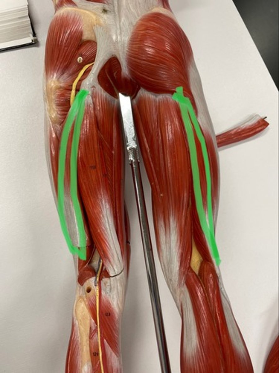 <p>O: ischial tuberosity of ischium</p><p>I: lateral condyle of tibia</p><p>A: flexes knee</p>