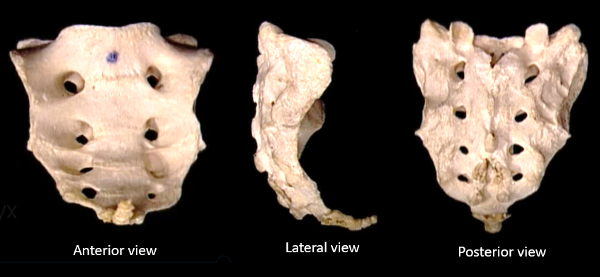 sacrum 