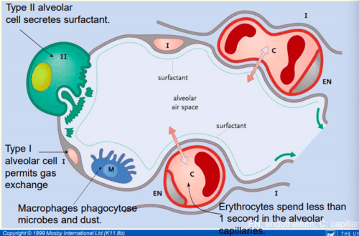 <p>- Simple squamous (type I) alveolar cells</p><p>- Cuboidal (type II) alveolar cells</p><p>- Alveolar macrophages (dust cells)</p>