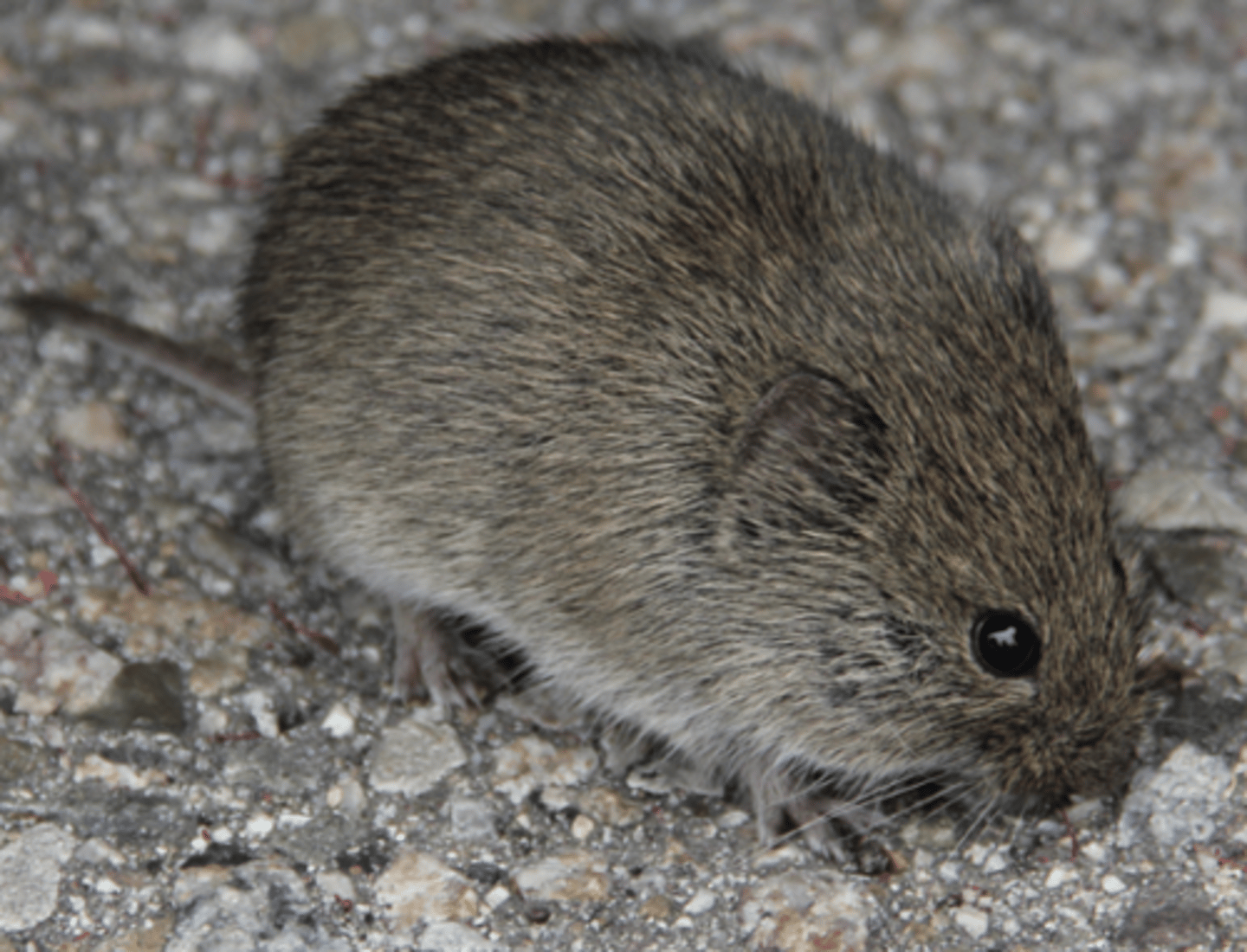 <p>Name, habitat, range</p>