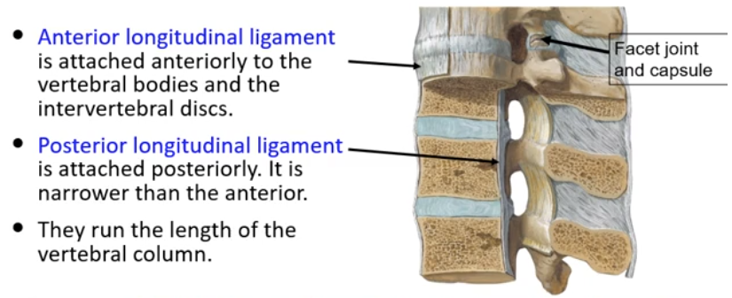 <p>-anterior longitudinal ligament is attached <strong>anteriorly</strong> to the <strong>vertebral bodies</strong> and the intervertebral discs</p><p>-posterior longitudinal ligament is attached <strong>posteriorly </strong>to the vertebral bodies; narrower than the interior</p><p>-both anterior and posterior longitudinal ligaments run the entire length of the vertebral column</p>