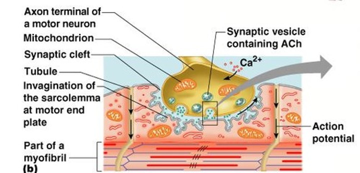 <p>Association site of nerve and muscle.</p>