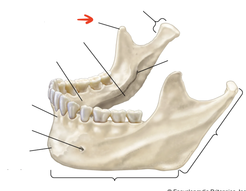 <p>flat process on superior side of ramus</p>