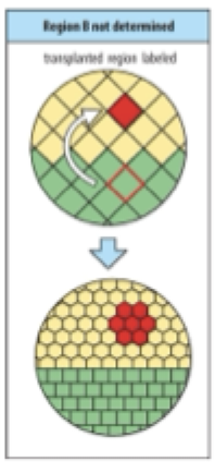 <p>Take a portion of green cells and stick them into yellow cell they adopt the hexagonal shape of the yellow cells</p><p><strong>are the green cells determined?</strong></p>