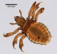 <p>What is the only species of louse that affects pigs?</p>