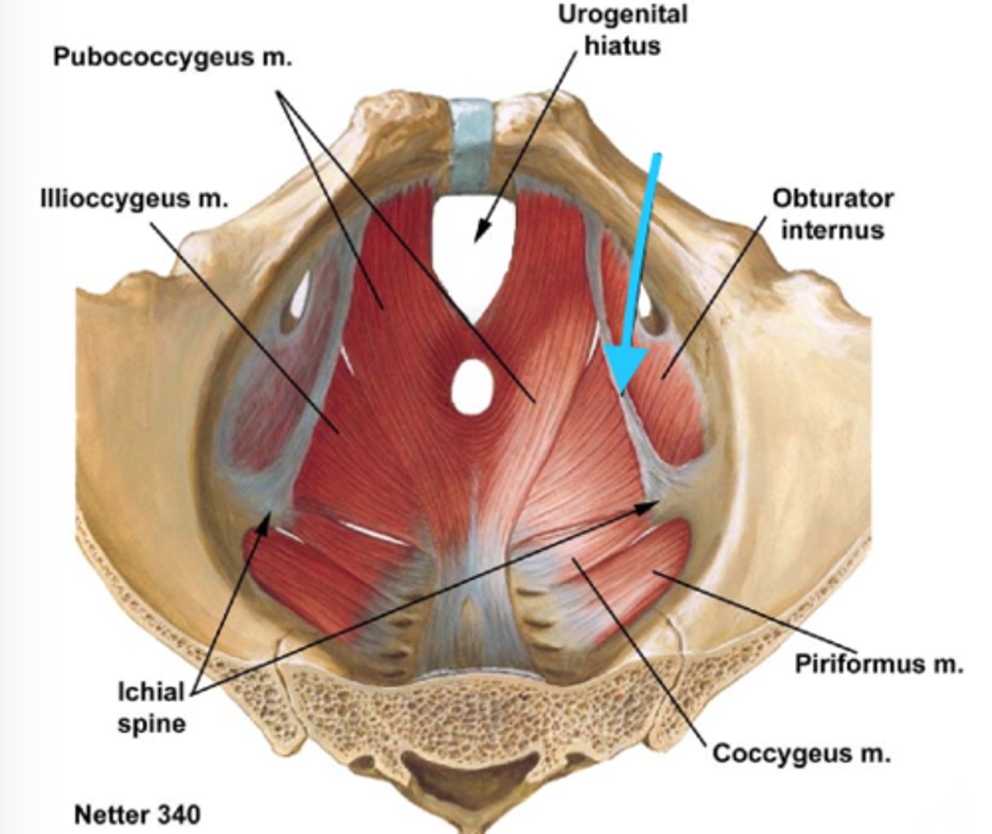 <p>-paired triangular sheets of pelvic muscles</p><p>-on lateral pelvic wall</p>