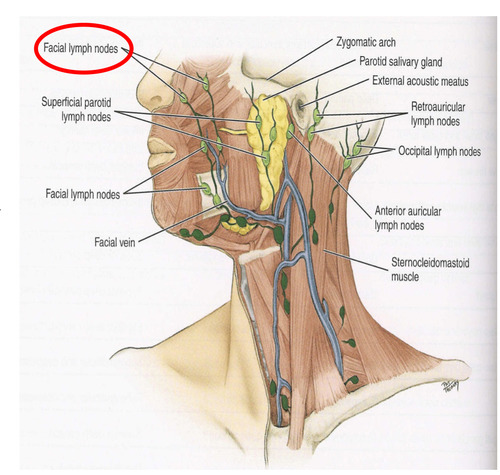 <p><span>lateral eyelid</span><br><span>nose</span><br><span>cheek</span></p>