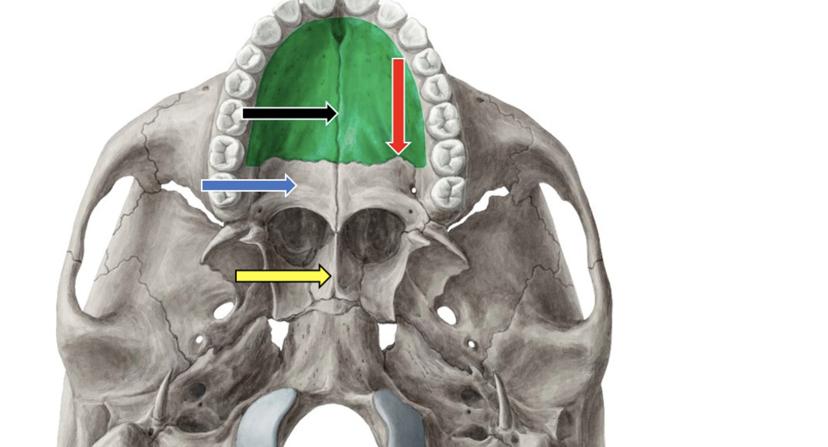 <p>what bone is this?</p>