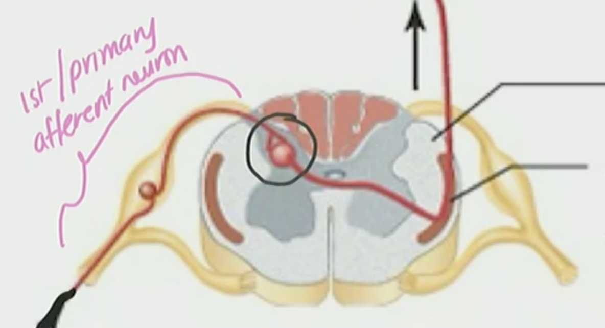 <p>Primary Afferent Neuron</p>