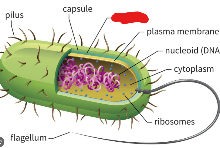<p>Structure located under the capsule of a prokaryote. Maintains cell shape and prevents cell from bursting due to external water molecules.</p>