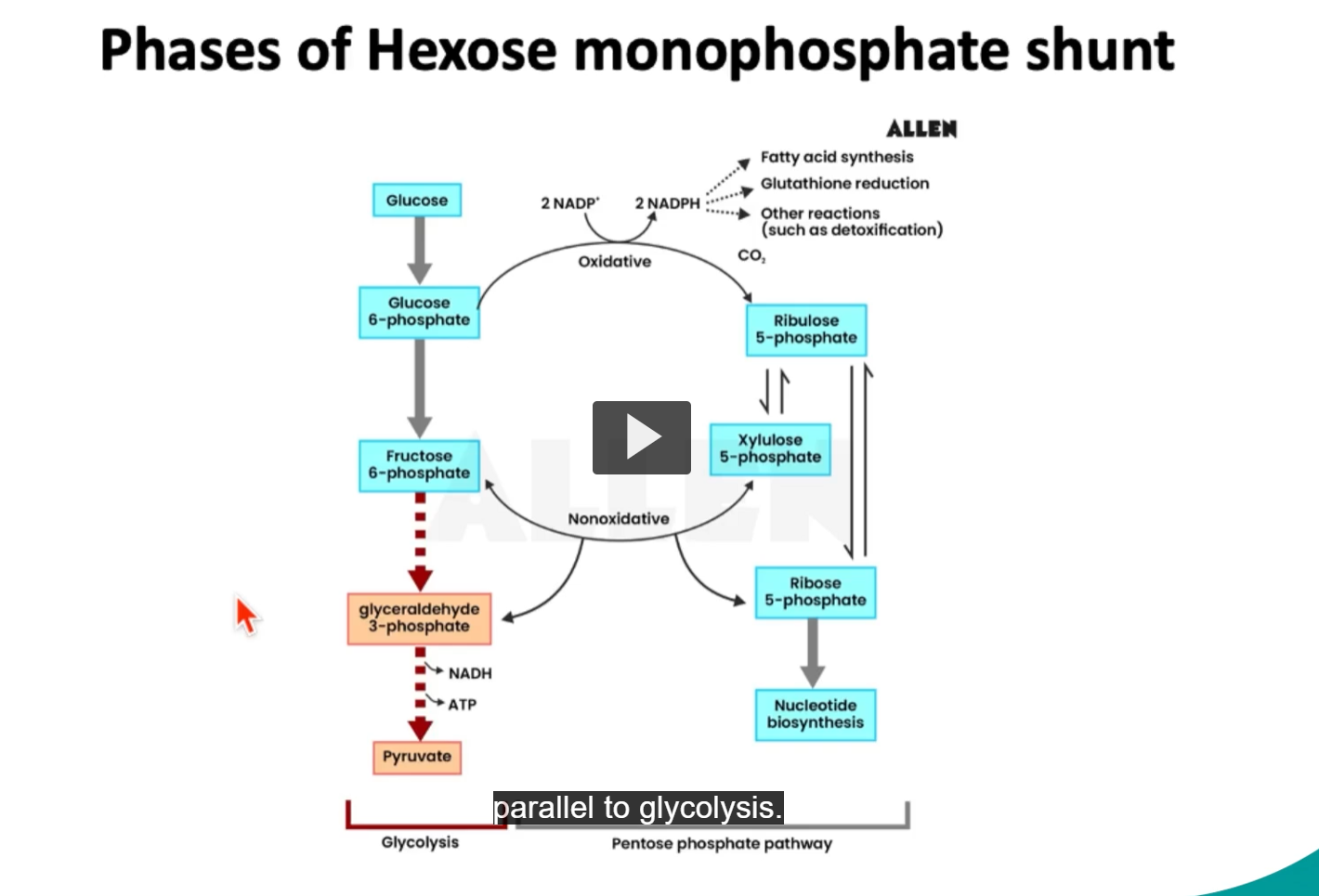 <p>as mentioned previously, the <strong>hexose monophosphate shunt</strong> is a <strong>pathway</strong> that will occur <strong>parallel </strong>to <strong>glycolysis</strong>.</p><p>here is an overview of both pathways for your reference.</p>