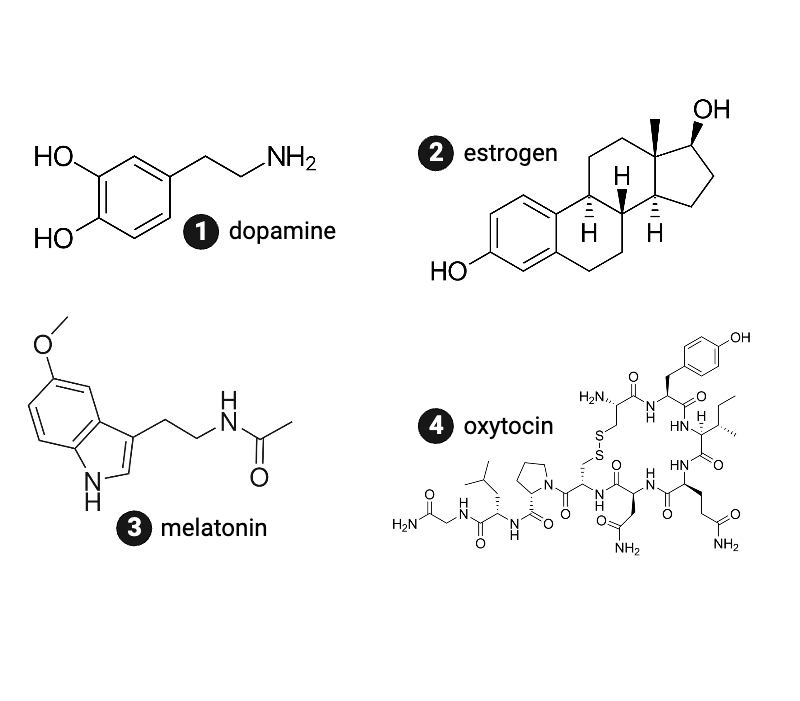 <p>Which hormone is the most hydrophobic?</p><ul><li><p><span>a.&nbsp; dopamine</span></p></li><li><p><span>b.&nbsp; estrogen</span></p></li><li><p><span>c.&nbsp; melatonin</span></p></li><li><p><span>d.&nbsp; oxytocin</span></p></li></ul><p></p>