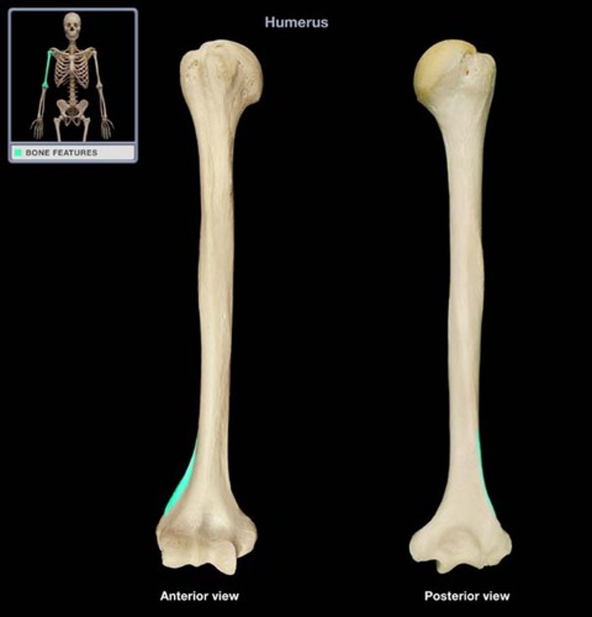 <p>narrow, bony ridge located along the lateral side of the distal humerus, superior to the lateral epicondyle</p>