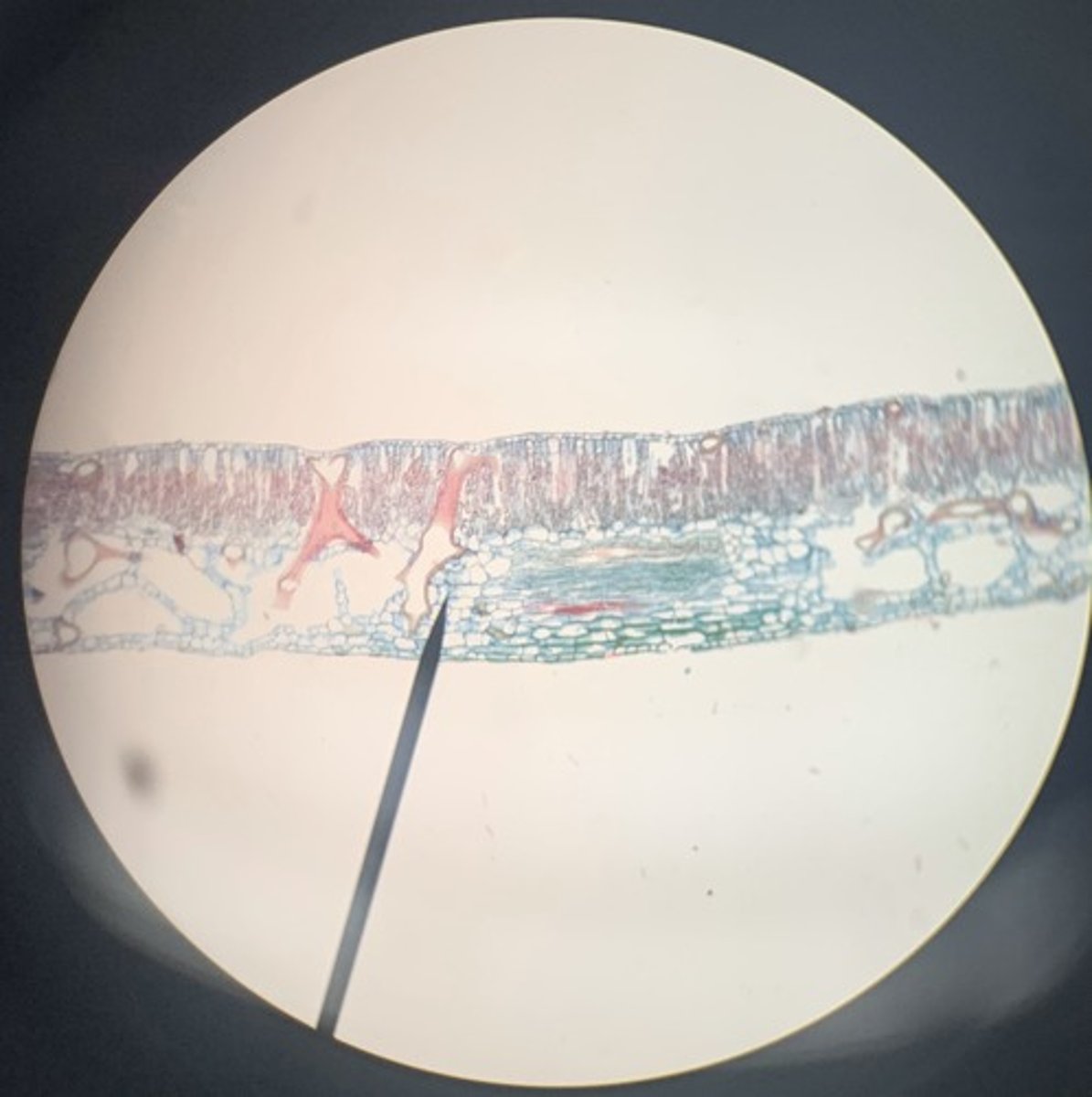 <p>what kind of a cell is this</p>