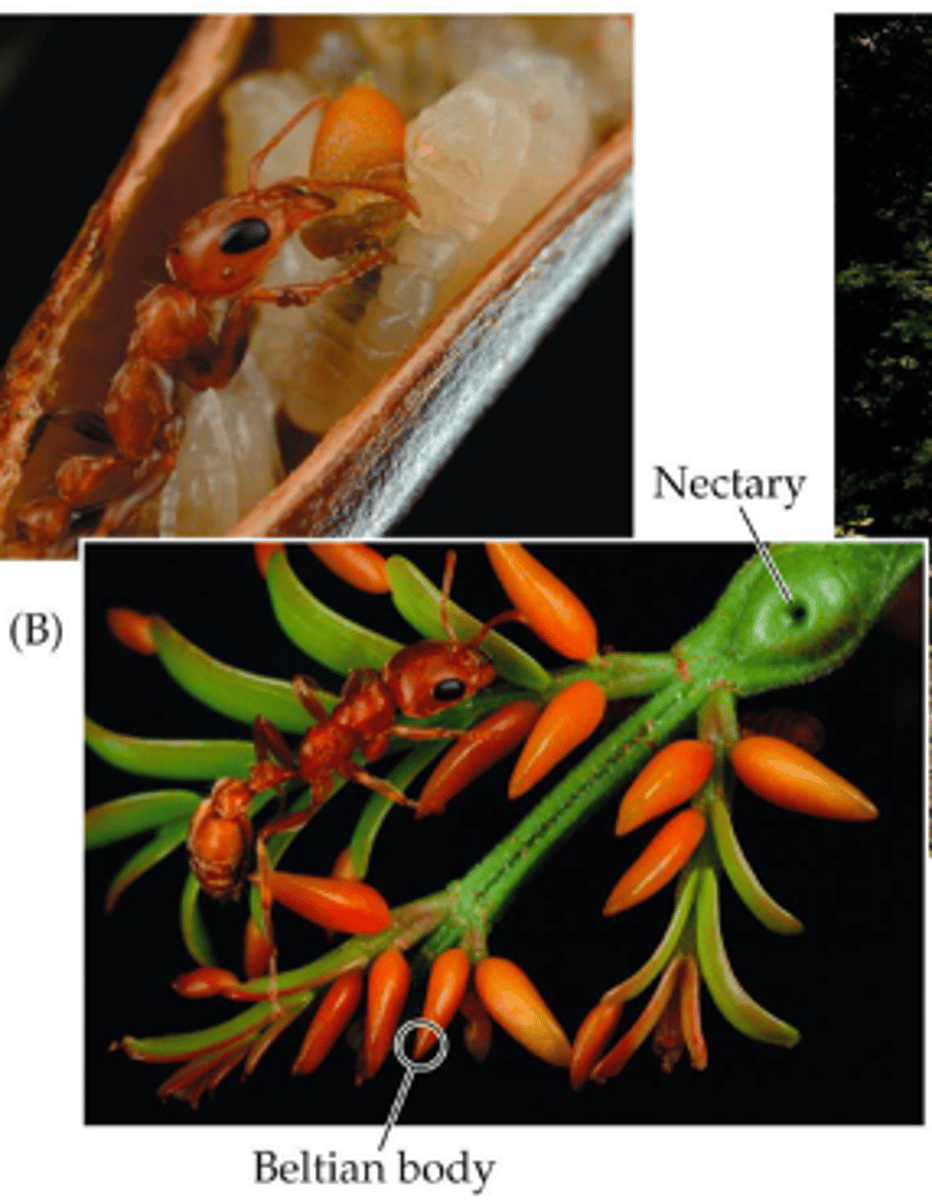 <p>Acacia trees provide food (Beltian bodies) &amp; shelter, ants protect against herbivores &amp; competing plants.</p>