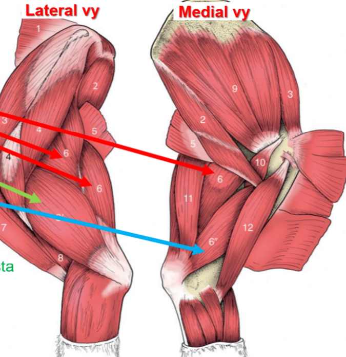 <p>Blå, del av m. triceps brachii</p>