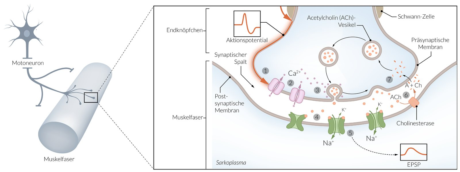 <p>A. Acetylcholinesterase inhibitor</p>