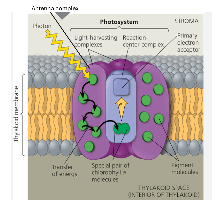 <p>label the photosystem</p>