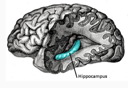 <p>… neural mechanisms for memory should differ between adults + infants.</p><ul><li><p>In adults, HIPPOCAMPUS critical for memory, which matures into adolescence</p></li><li><p>maybe in infants, memory operates via different mechanisms that do not involve hippocampus</p></li></ul><p></p><p><span style="color: green;"><strong>No support for distinct mechanisms during encoding in hippocampus</strong></span></p><p></p>