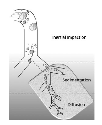 <ol><li><p>inertial impaction</p></li><li><p>sedimentation</p></li><li><p>diffusion</p></li></ol>