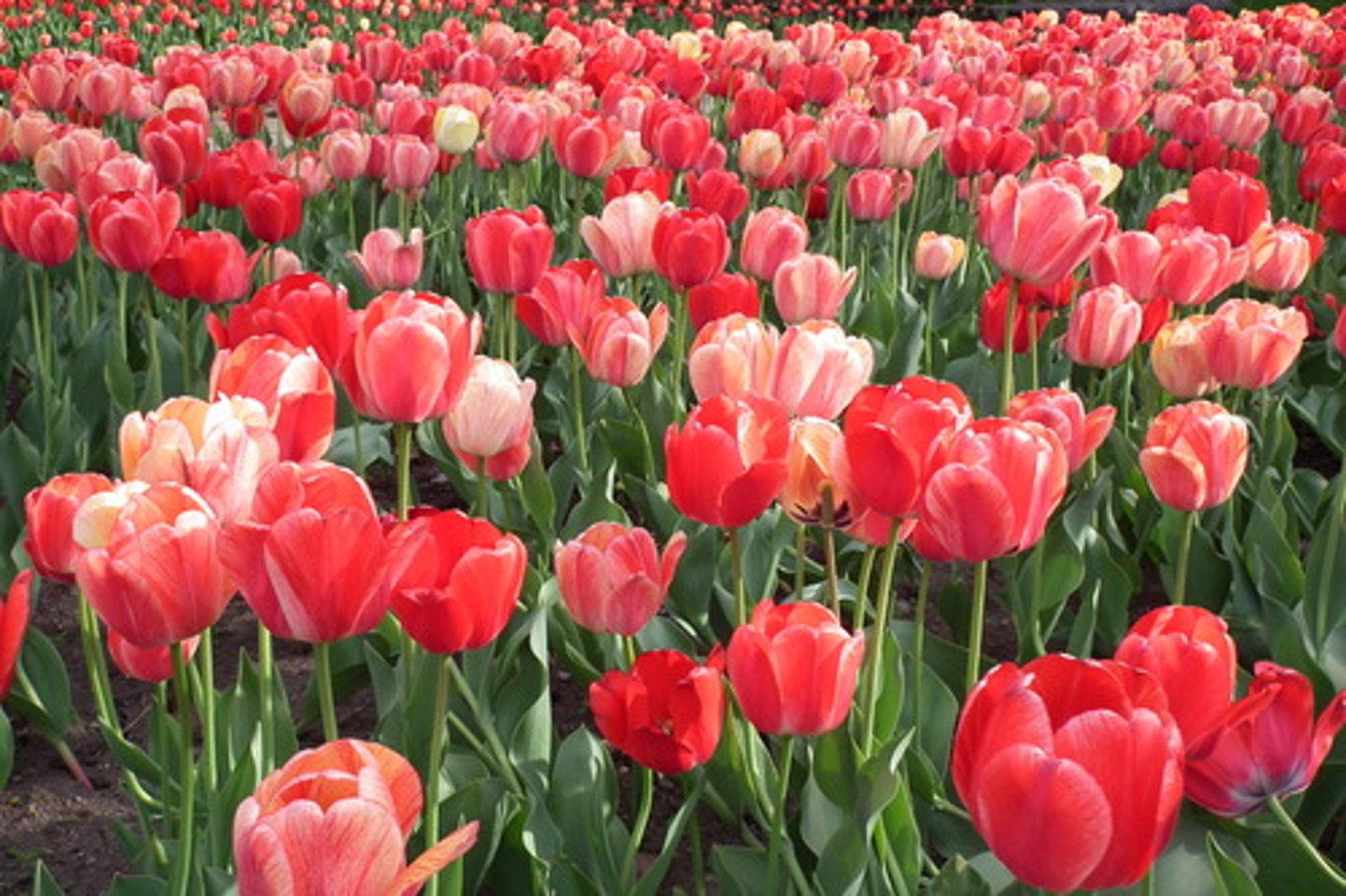 <p>in the spring</p>