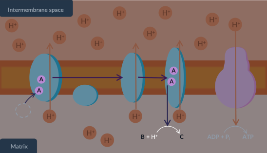 <p><span><span>Complete the following diagram by identifying A,B and C.</span></span></p><p><span><span>B is also known as the…</span></span><br></p>