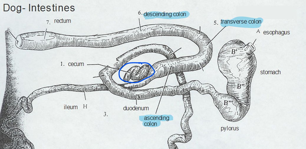 <ul><li><p>Ascending (beginning part)</p><ul><li><p>Spiral colon (ruminants and pigs) </p></li><li><p>Horses = large colon</p></li></ul></li><li><p>Transverse (between ascending and descending)</p><ul><li><p>Hard to identify in our species</p></li></ul></li><li><p>Descending (ending part)</p><ul><li><p>Longest part</p></li><li><p>Horses = small colon</p></li></ul></li></ul><p></p><ul><li><p>Note that the ascending, transverse, and descending names are typically used for humans and arent very meaningful for the direction in animals.</p></li></ul><p></p>