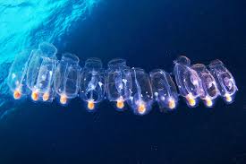 <p>-salps</p><p>-78 spp.</p><p>-solitary or colonial swimmers</p><p>-asexual reproduction via budding in many spp. forming long chains</p><p>-larva becomes adult that retains pharynx</p><p>-all protogynous, but 3 orders vary in reproductive mode</p><ol><li><p>oviparous with larvae</p></li><li><p>aplecentally viviparous with direct development </p></li><li><p>placentally viviparous with asexual proliferation in chains</p></li></ol><p></p>