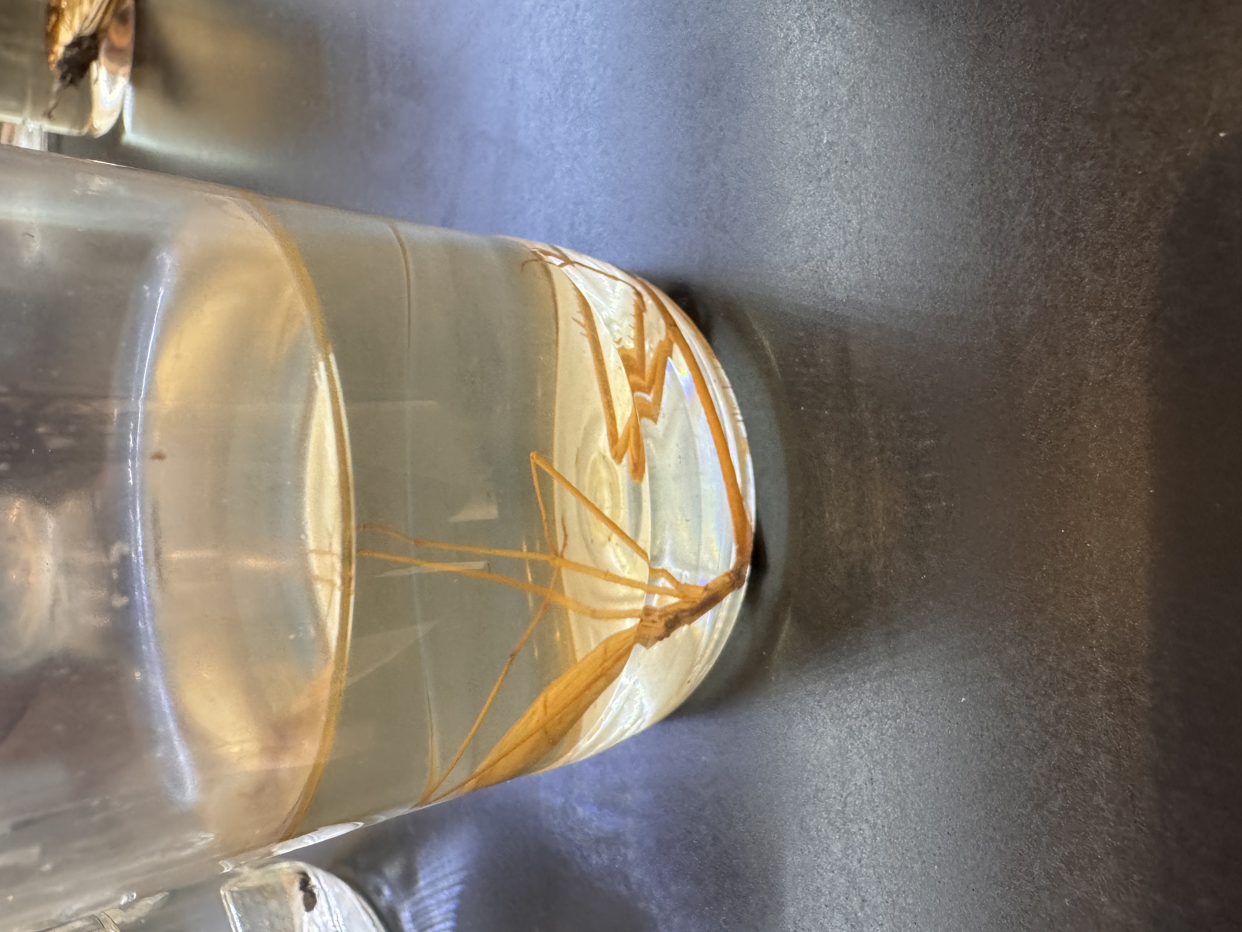 <p>Praying mantis</p>