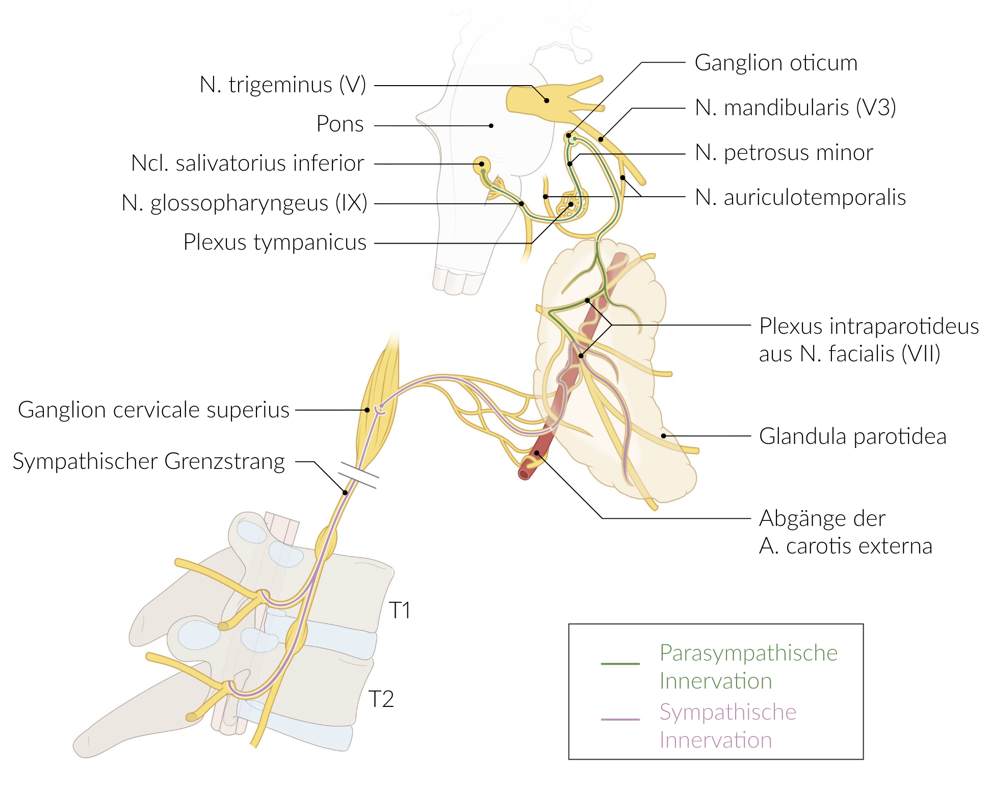 <p>D. Lesser petrosal nerve (N. petrosus minor)</p>
