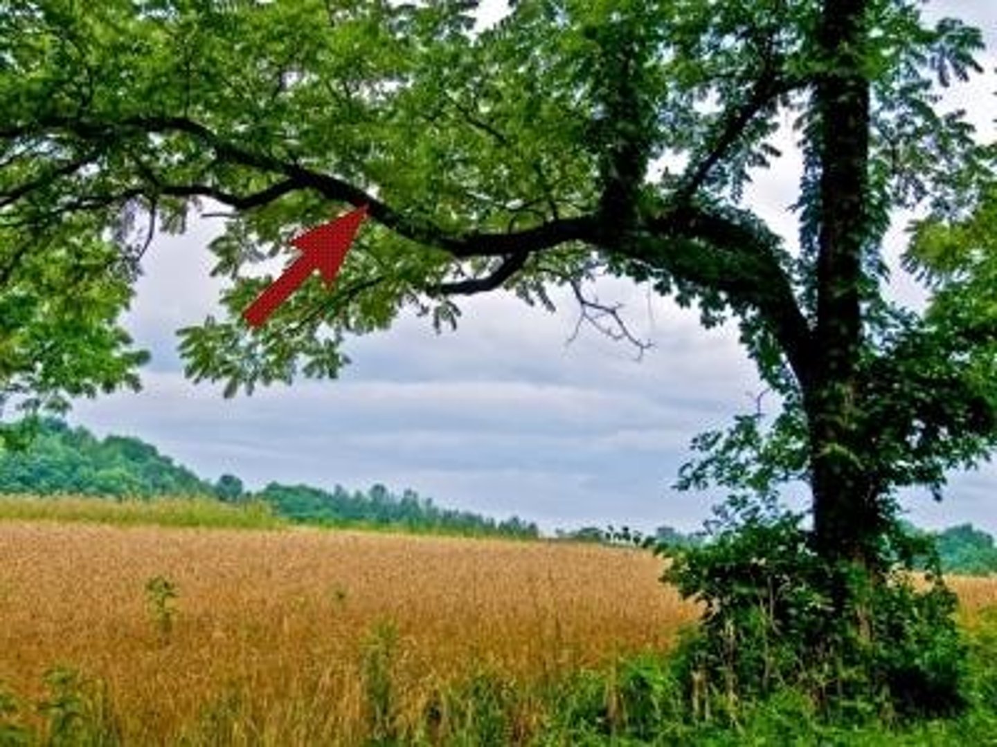 <p>Гілля / Віти</p><p>The main or large branches of a tree.</p><p>Snow weighed down the heavy ______ of the pine trees.</p><p>The squirrel ran along the ______, leaping from one to another.</p><p>Sunlight filtered through the thick ______ of the ancient oak.</p>