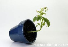 <p>When a plant grows reacting to gravity</p>