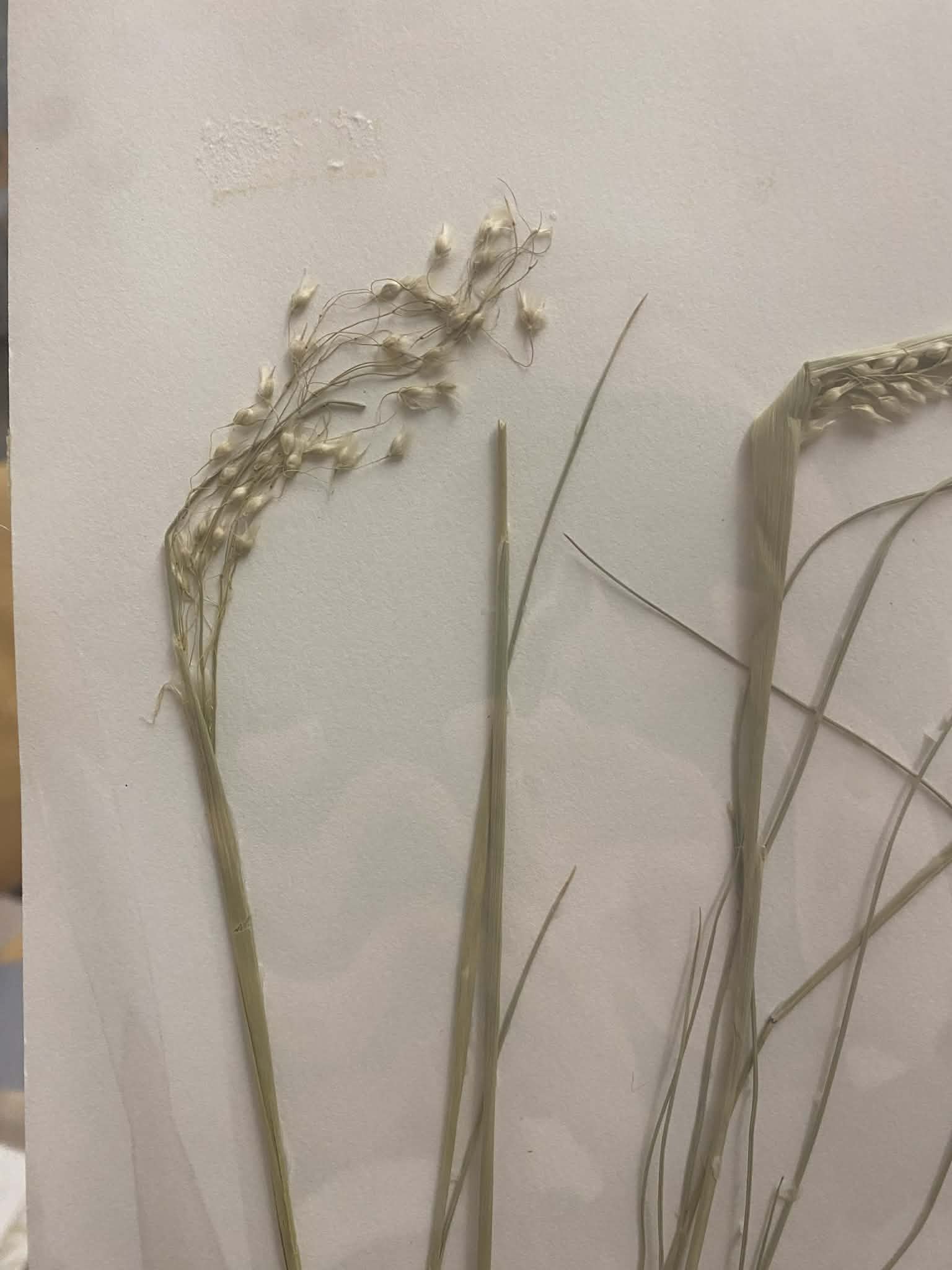 <p>Stipeae, P, N, Achnatherum hymenoides, indian ricegrass</p>