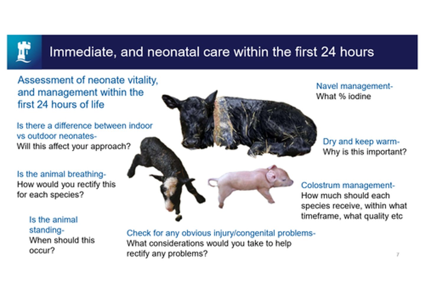 <p>are they indoors or outdoors</p><p>breathing</p><p>standing, within1-2hrs</p><p>injury/congenital problems</p><p>colostrum and suckling - target 10% of body weight in 6hrs</p><p>dry and warm - prevent hypothermia</p><p>navel management - 7 %iodine</p>