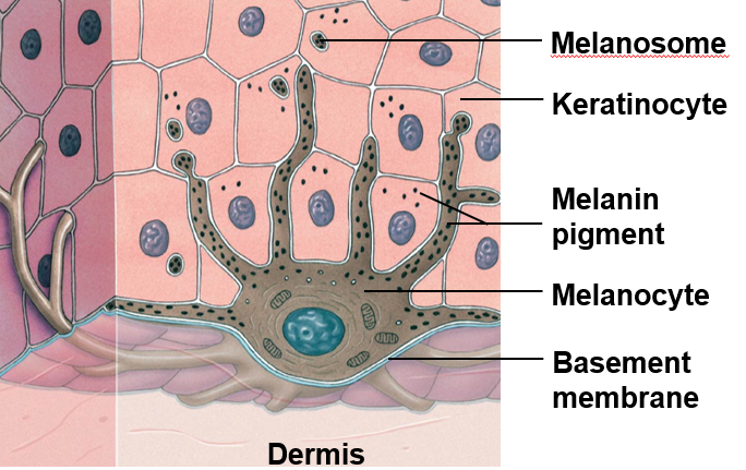 <ul><li><p>found associated with stratum basale</p></li><li><p>long process extend from melanocyte into stratum spinosum</p></li><li><p>melanin is transferred to keratinocytes by means of pigment-carrying <strong>melanosomes</strong></p><ul><li><p>travels up via transcytosis</p></li></ul></li></ul><p></p>
