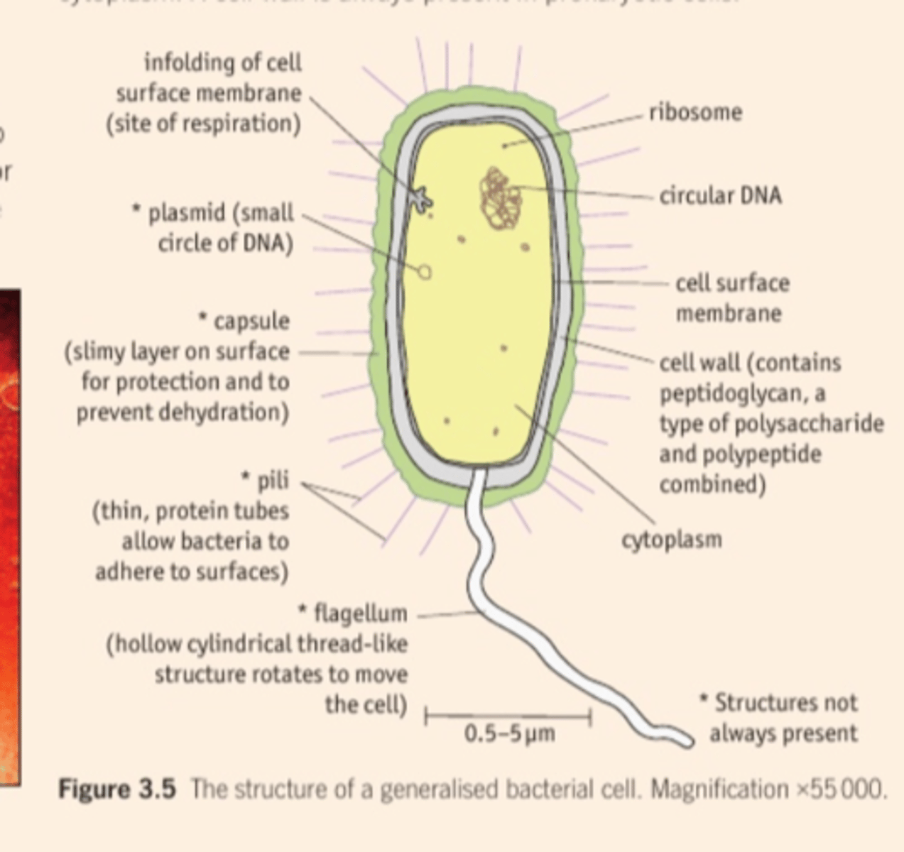 <p>cell wall</p><p>cytoplasm</p><p>Slime capsule - helps cell retain moisture and adhere to surfaces</p><p>plasmids - small circle of DNA</p><p>flagellum - rotates to move the cell</p><p>pili - attach to other bacterial cells for exchange of plasmids</p><p>ribosomes</p><p>mesosomes (infolding of cell membrane) - contains enzymes required for respiration</p><p>circular DNA</p>