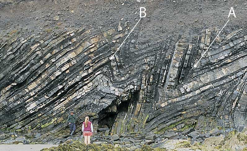 The structure labeled B in the figure is